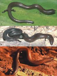 Attēlu rezultāti vaicājumam “Lycogala asperum sessile”