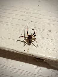 Attēlu rezultāti vaicājumam “Larinioides cornutus”