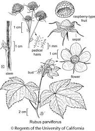 Attēlu rezultāti vaicājumam “Rubus parviflorus fruit”
