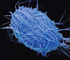 Attēlu rezultāti vaicājumam “Arcyria stipata”