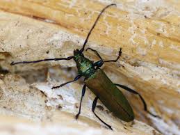 Attēlu rezultāti vaicājumam “Aromia moschata”