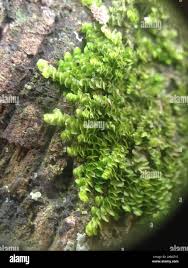 Attēlu rezultāti vaicājumam “Jungermanniopsida”