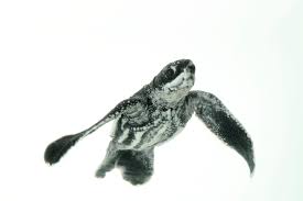 Image result for Dermochelys coriacea