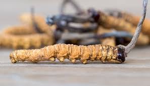 Attēlu rezultāti vaicājumam “Cordyceps stylophora”