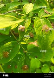 Attēlu rezultāti vaicājumam “Euonymus verrucosus leaf”