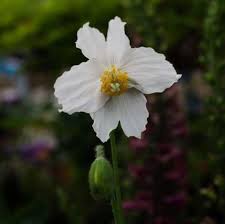 Image result for Meconopsis betonicifolia alba