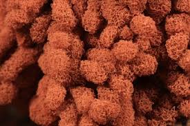 Attēlu rezultāti vaicājumam “Arcyria affinis”