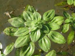 Attēlu rezultāti vaicājumam “Callitriche cophocarpa”