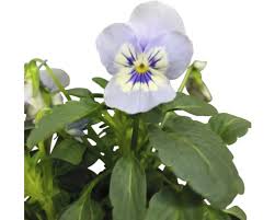 Image result for Hornveilchen