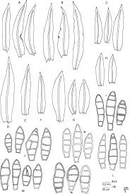 Attēlu rezultāti vaicājumam “Zygodon rupestris”
