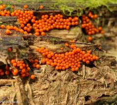 Attēlu rezultāti vaicājumam “Trichia, Hemitrichia sp.”