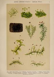 Attēlu rezultāti vaicājumam “Trichocolea tomentella sporophyte”