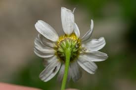 Attēlu rezultāti vaicājumam “Matricaria chamomilla”