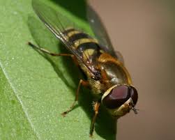 Attēlu rezultāti vaicājumam “Syrphus sp.”