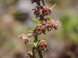 Attēlu rezultāti vaicājumam “Epipactis atrorubens bud”