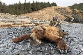 Image result for brown bear