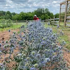 Image result for Eryngium `Blue Hobbit`