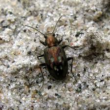 Attēlu rezultāti vaicājumam “Bembidion litorale”