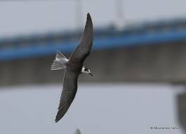 Attēlu rezultāti vaicājumam “Chlidonias niger”
