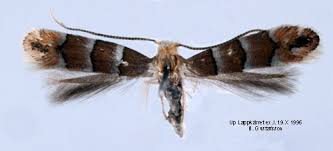 Attēlu rezultāti vaicājumam “Phyllonorycter nicellii”