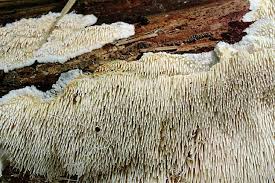 Attēlu rezultāti vaicājumam “Dentipellis fragilis”