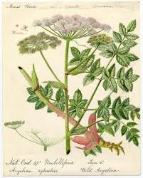 Image result for Angelica silvestris