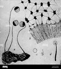 Attēlu rezultāti vaicājumam “Dianema depressum”