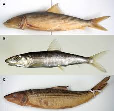 Image result for Albula glossodonta