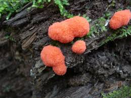 Attēlu rezultāti vaicājumam “Tubifera ferruginosa (subsp. ferruginosa)”