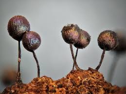 Attēlu rezultāti vaicājumam “Lamproderma columbinum”