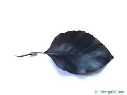 Attēlu rezultāti vaicājumam “Fagus sylvatica fo. purpurea leaf”