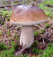 Attēlu rezultāti vaicājumam “Boletus edulis”