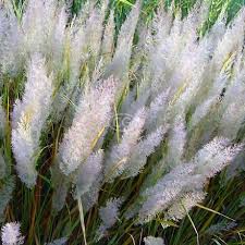Attēlu rezultāti vaicājumam “Calamagrostis arundinacea leaf”