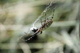 Attēlu rezultāti vaicājumam “Argiope bruennichi female”