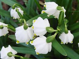 Attēlu rezultāti vaicājumam “Leucojum vernum var. carpathicum”