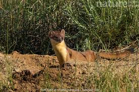 Attēlu rezultāti vaicājumam “Mustela erminea”