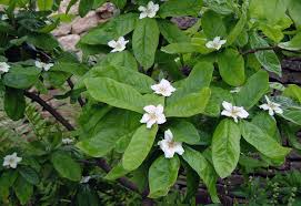 Attēlu rezultāti vaicājumam “Mespilus germanica leaf”