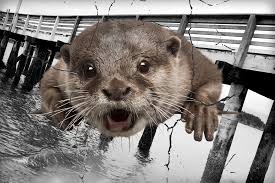 Image result for Eltham Otters