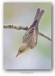 Attēlu rezultāti vaicājumam “Hippolais icterina adult”