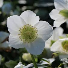 Image result for Christrose