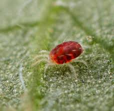 Attēlu rezultāti vaicājumam “Panonychus”