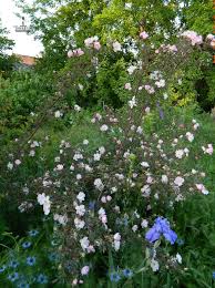 Attēlu rezultāti vaicājumam “Rosa majalis”