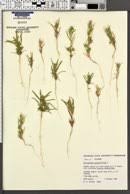 Attēlu rezultāti vaicājumam “Corispermum hyssopifolium”