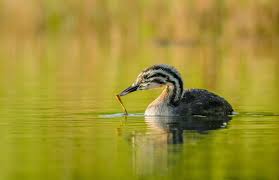 Attēlu rezultāti vaicājumam “Podiceps cristatus juvenile”
