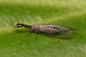 Attēlu rezultāti vaicājumam “Raphidioptera imago”