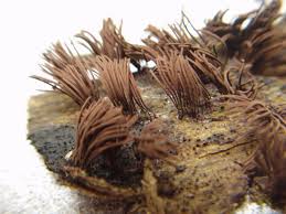 Attēlu rezultāti vaicājumam “Stemonitis splendens”