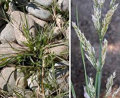 Attēlu rezultāti vaicājumam “Agrostis stolonifera”
