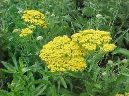 Image result for Achillea filipendulina