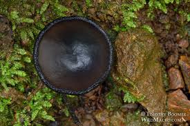 Attēlu rezultāti vaicājumam “Pseudoplectania nigrella”