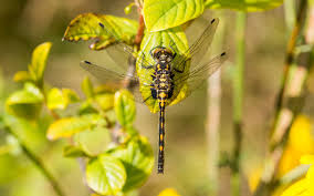Attēlu rezultāti vaicājumam “Leucorrhinia dubia”